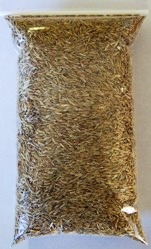 catgrass_grazing_rye.jpg